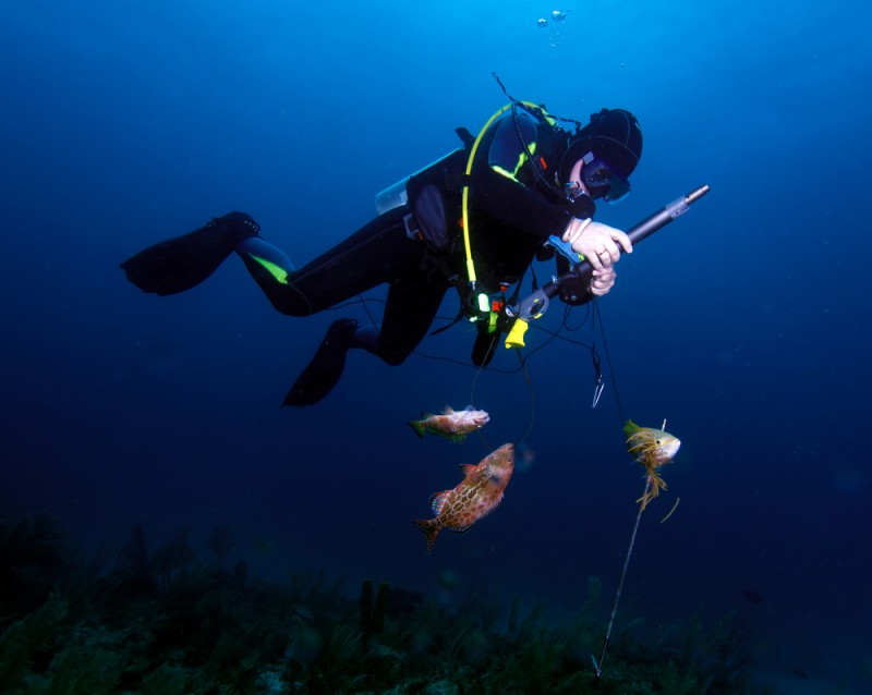 Quelle assurance pour la chasse sous-marine ?